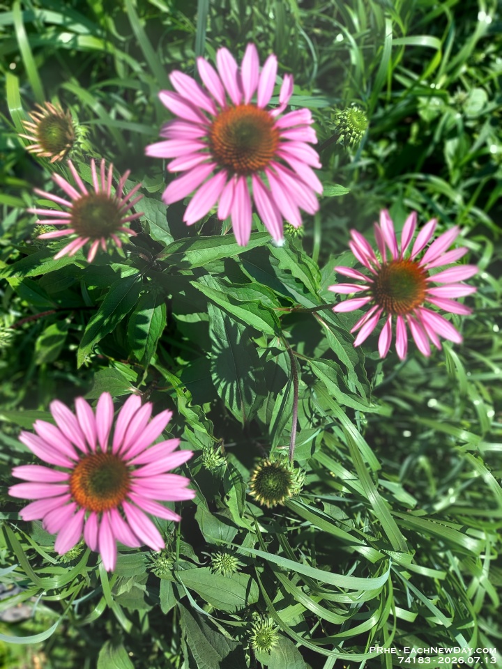 74183 - Flowers in Clayt French Park
